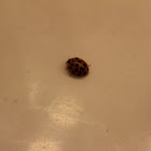 Multicolored Asian Lady Beetle