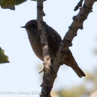 Black Redstart; Colirrojo Tizón