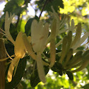 Japanese honeysuckle