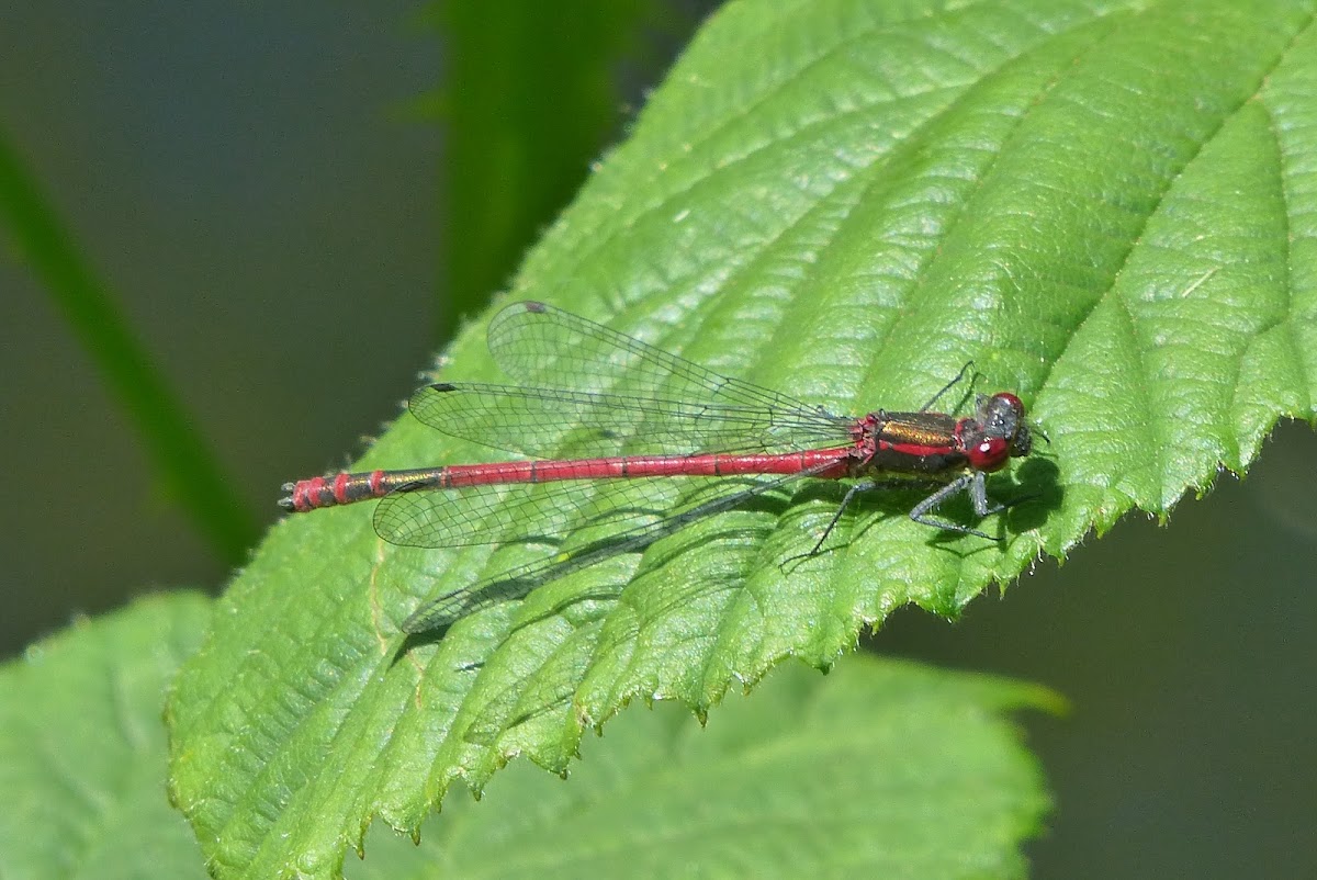 Large Red Damselfly