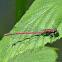 Large Red Damselfly