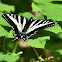 Pale swallowtail