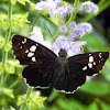 White-Banded Flat