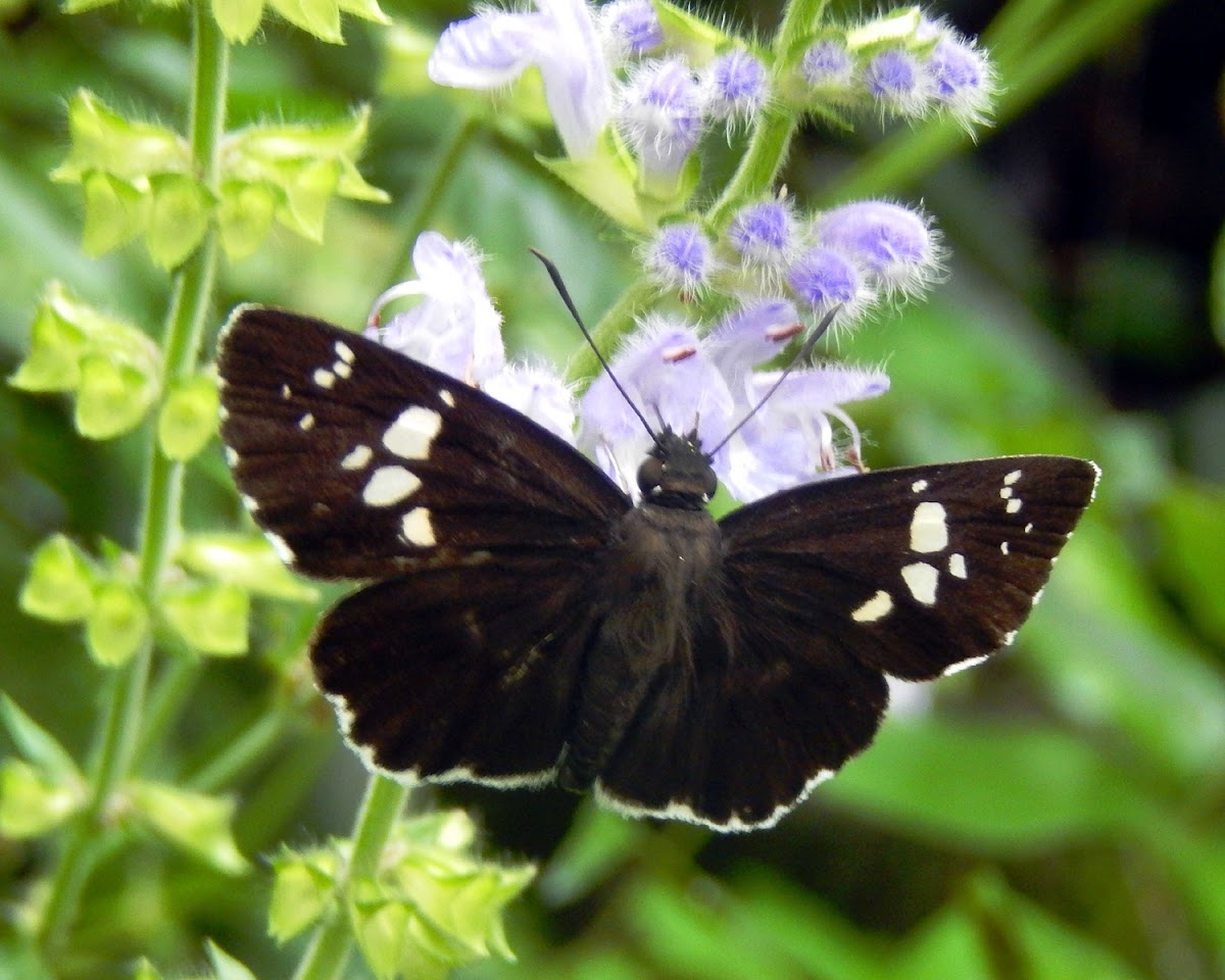 White-Banded Flat