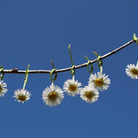 Margherite tra cielo e terra di 