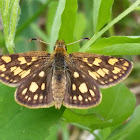 Arctic skipper