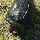 Florida Snapping Turtle