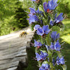 Viper's bugloss