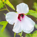 Hibiscus, halberd-leaf rosemallow