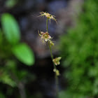 Naked Bishop's Cap