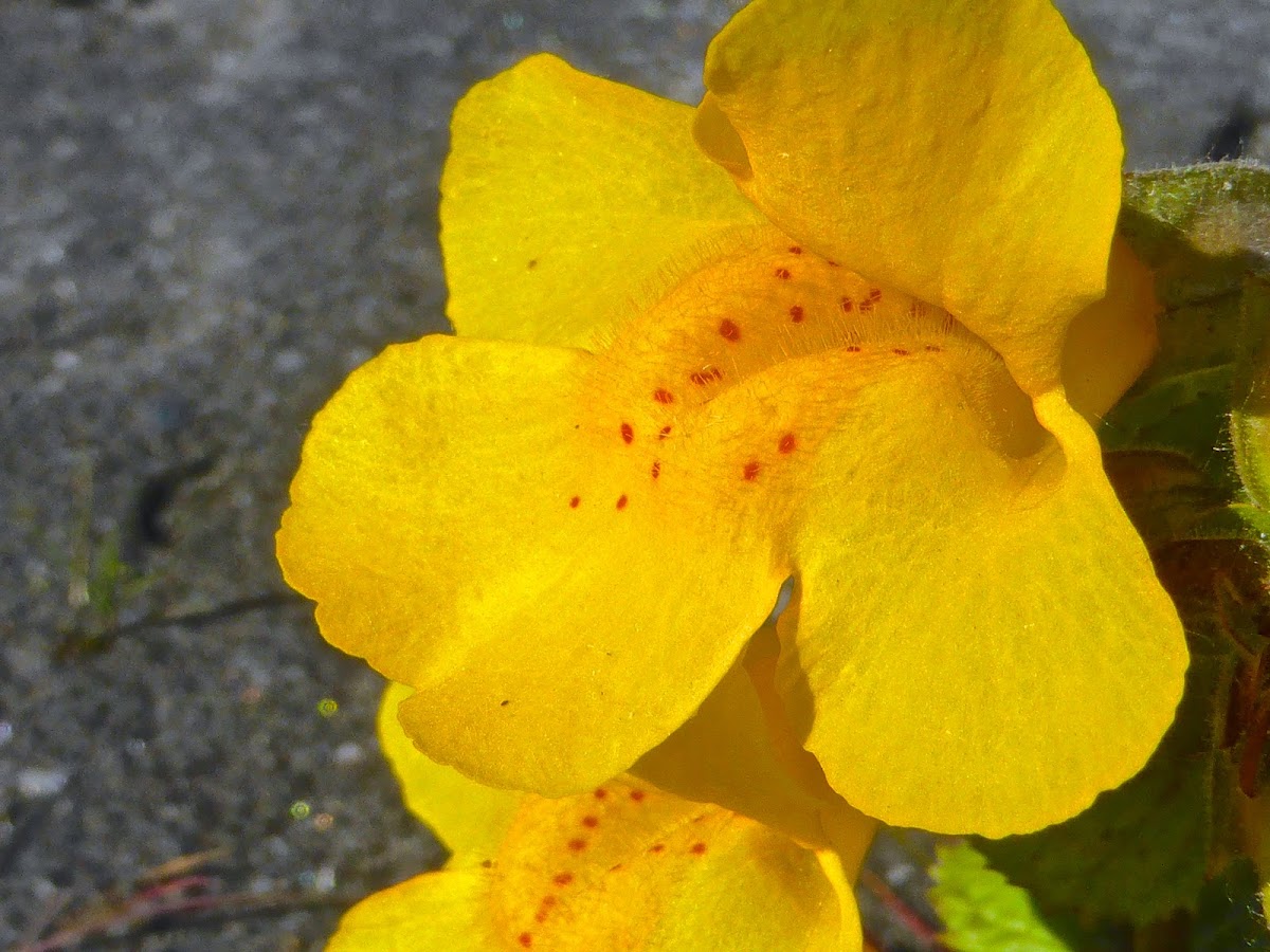 Common Yellow Monkeyflower