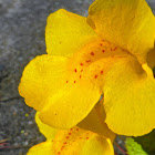 Common Yellow Monkeyflower