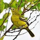 Common Iora