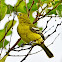 Common Iora