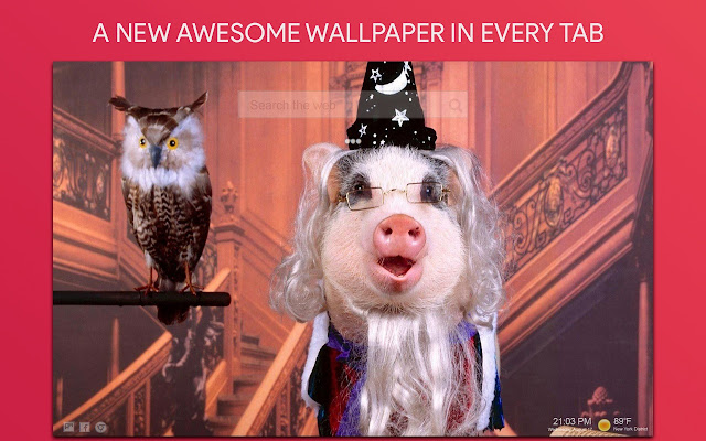 Pig Wallpaper HD Custom New Tab