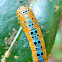 Blue tiger moth Caterpillar