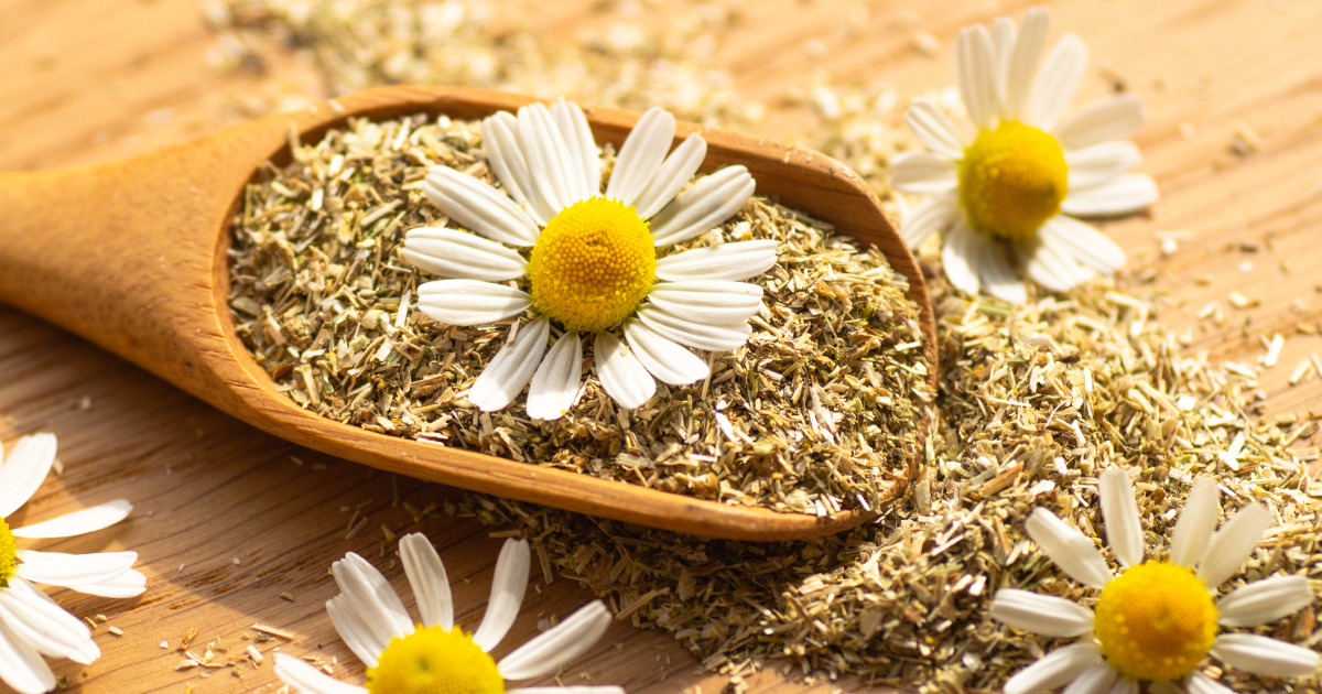 chamomile flowers