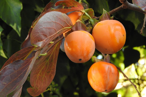 Pomarańczowe owoce kaki rosnące na drzewie