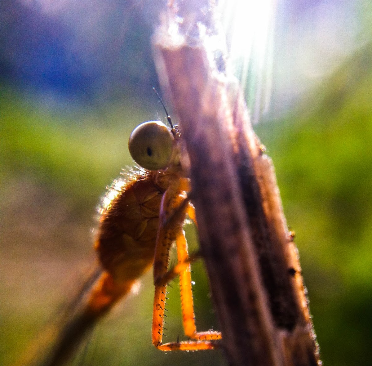 senegal golden dartlet