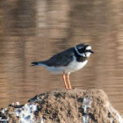 Ringed Plover; Chorlitejo Grande