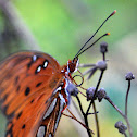 Gulf Fritillary