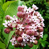 Common Milkweed