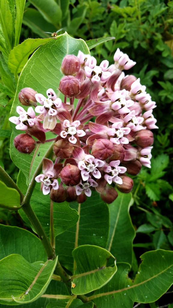 Common Milkweed