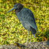 Little Blue Heron