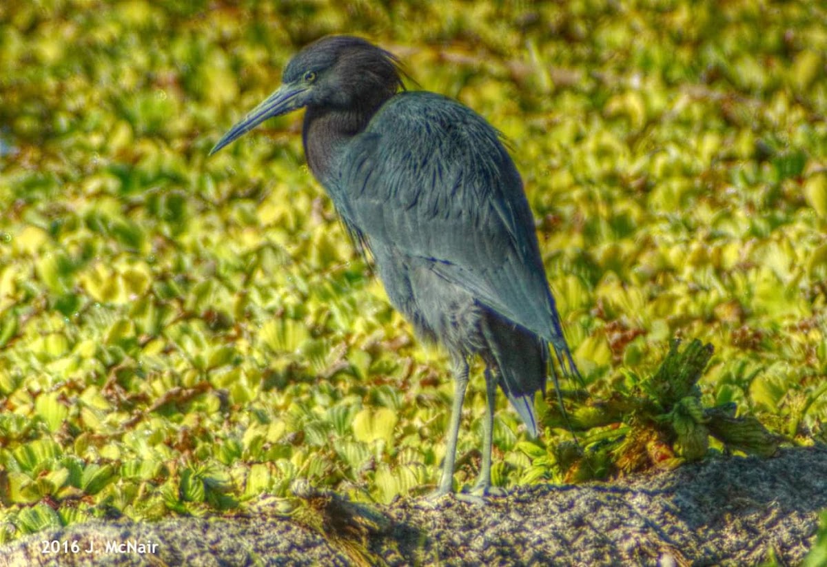 Little Blue Heron