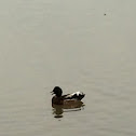 Mallard Duck