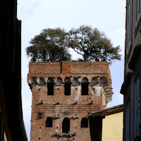 Per fare un tetto ci vuole un albero di 