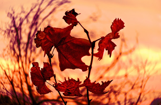 Dernières feuilles di luiker