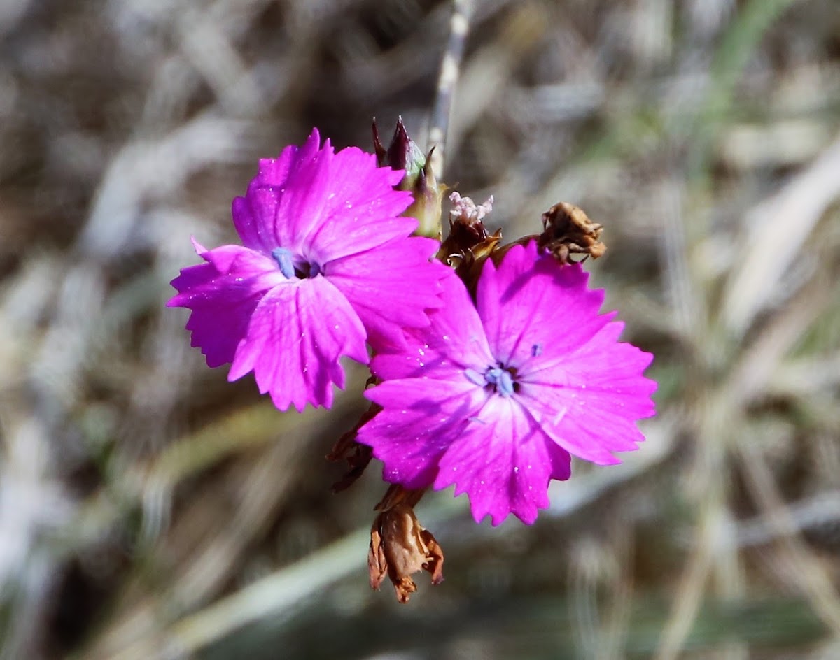 Carthusian Pink