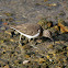 Common Sandpiper