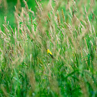 American Goldfinch