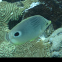 Foureye butterflyfish