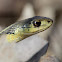 Common Garter Snake