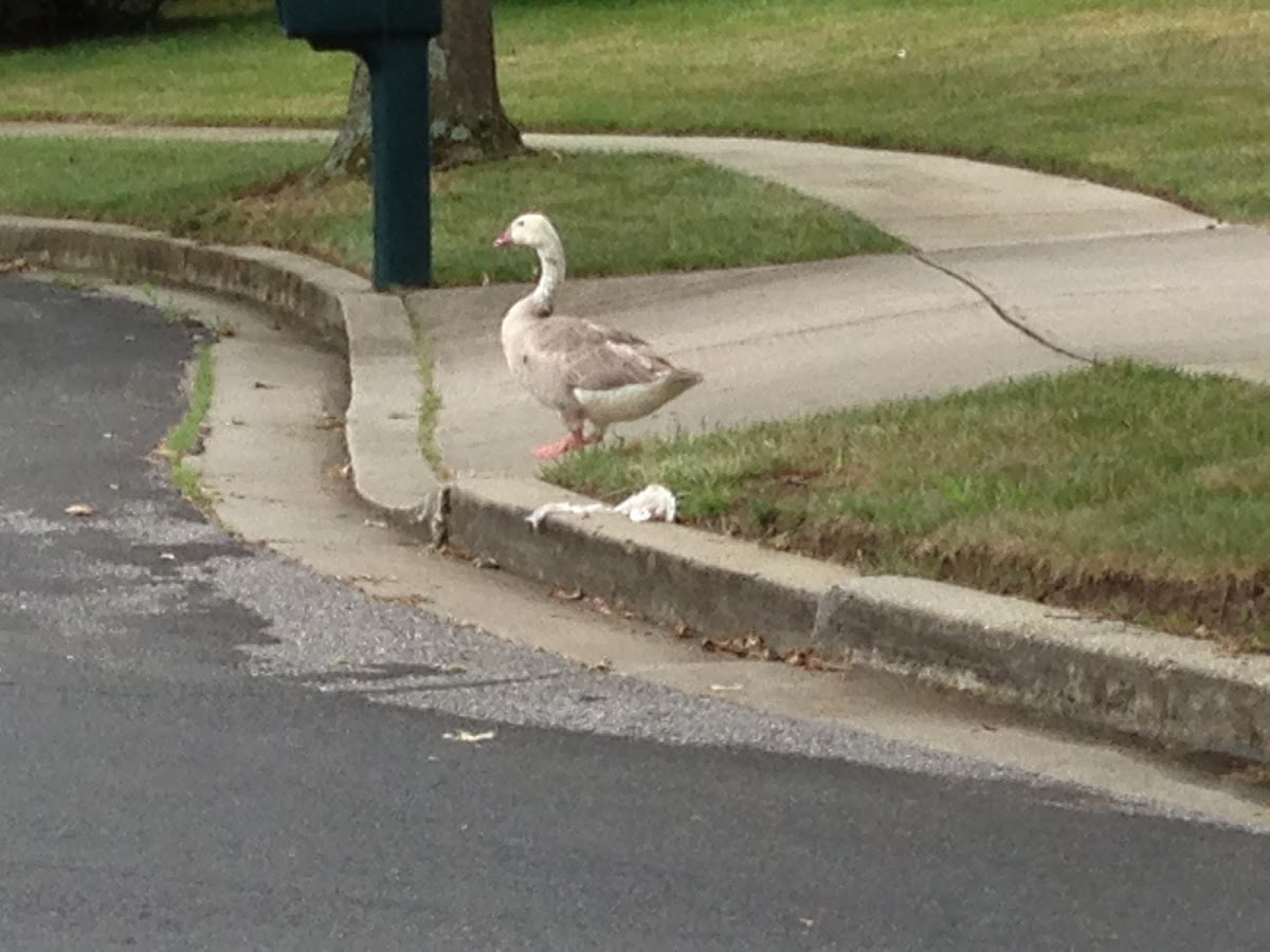 Toulouse goose