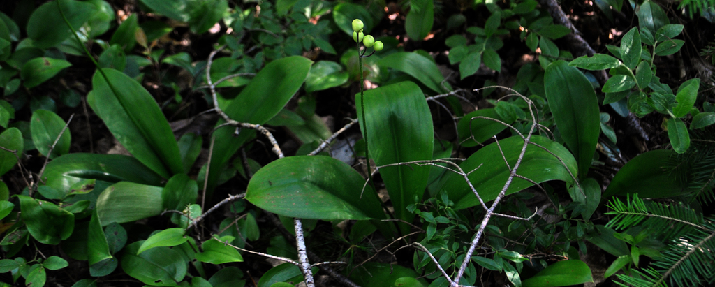 Blue-bead Lily