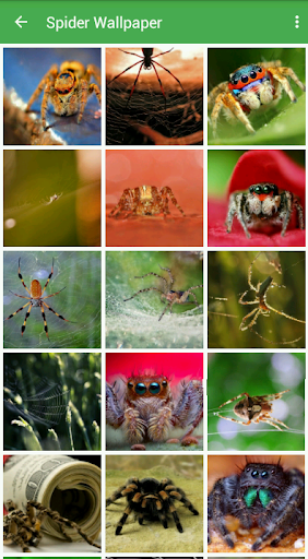 Spider Wallpapers