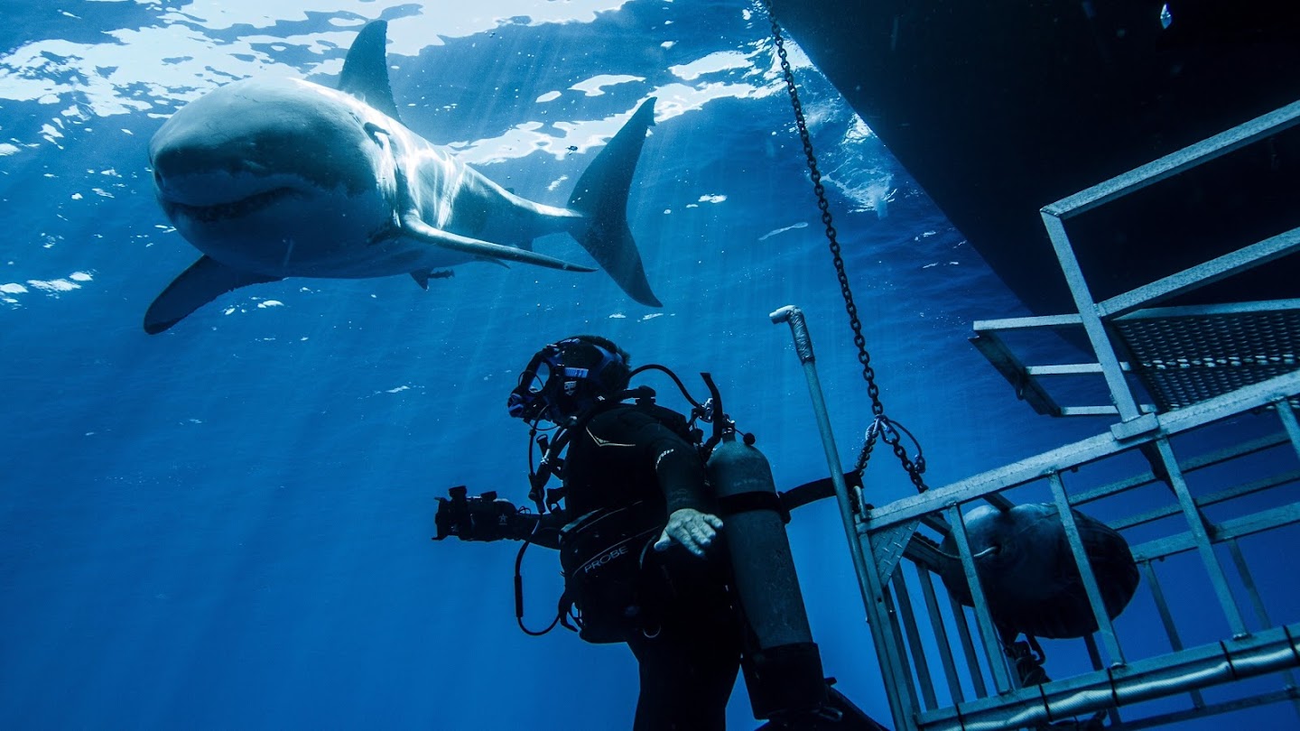 Watch Swimming With Monsters With Steve Backshall live