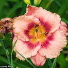 Daylily