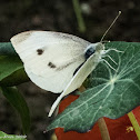 Small White