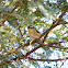 Striated Pardalote