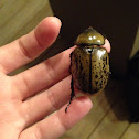 Eastern Hercules Beetle (adult female)