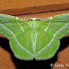 Showy Emerald Moth