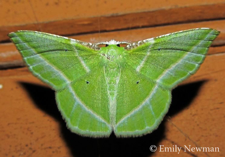 Showy Emerald Moth