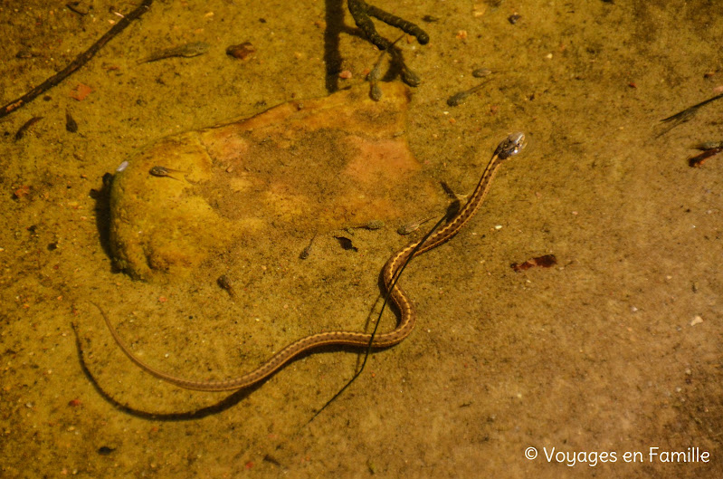 west fork snake