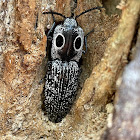 click  beetle