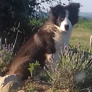 Rocky the sheepdog puppy.